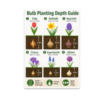 Bulb Planting Depth Guide poster with six flower and underground bulb illustrations