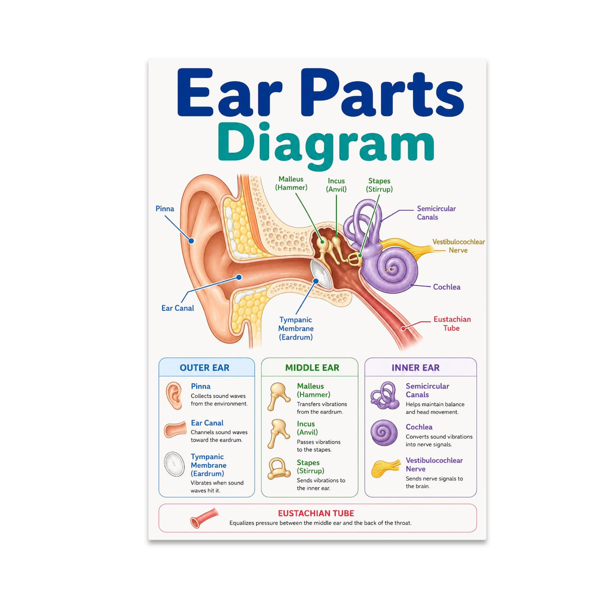 Ear Parts Diagram poster with a labeled ear cross-section and blue, green and purple anatomy reference panels