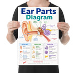 Ear Parts Diagram poster with a labeled ear cross-section and blue, green and purple anatomy reference panels, shown held for scale