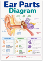Ear Parts Diagram poster with a labeled ear cross-section and blue, green and purple anatomy reference panels