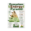 Ecosystem Energy Pyramid poster with grass, grasshopper, snake and hawk across four trophic levels