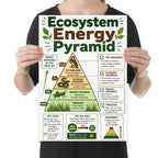 Ecosystem Energy Pyramid poster with grass, grasshopper, snake and hawk across four trophic levels, shown held for scale