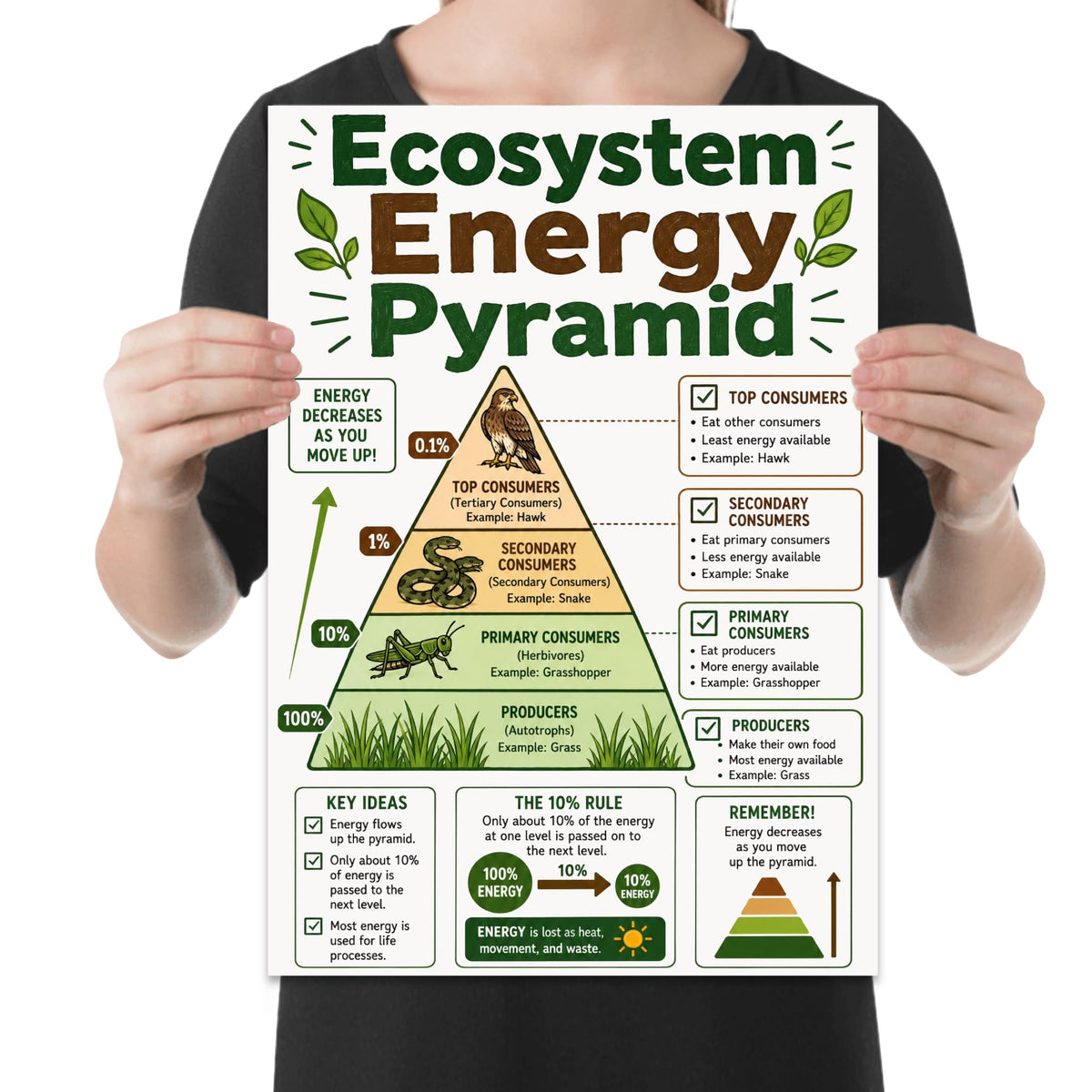 Ecosystem Energy Pyramid poster with grass, grasshopper, snake and hawk across four trophic levels, shown held for scale