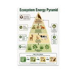 Ecosystem Energy Pyramid poster with plants, herbivores, small predators and a top predator above a ten-percent-rule example