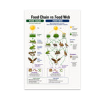 Food Chain vs Food Web poster with side-by-side plant and animal relationship diagrams
