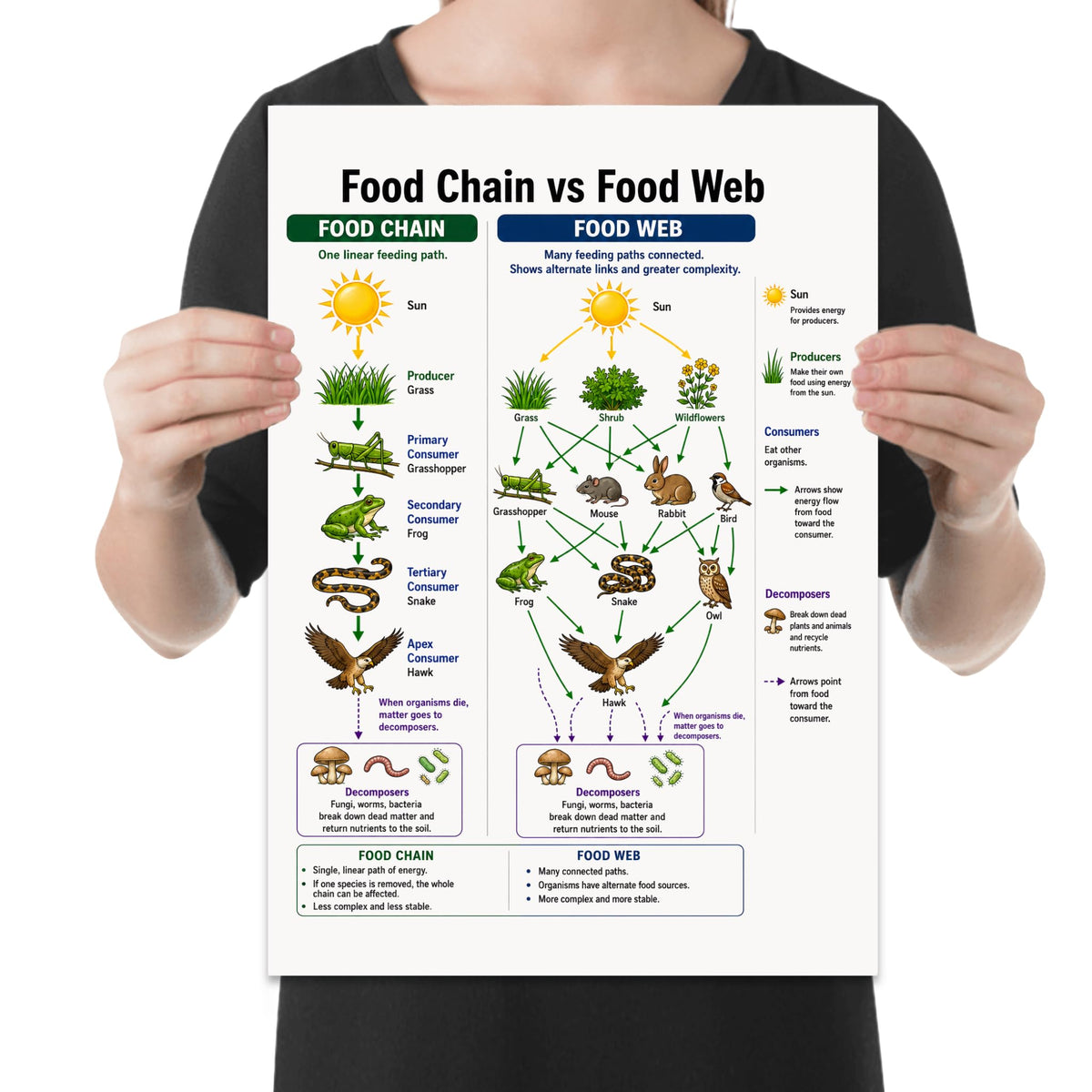 Person holding the food chain vs. food web ecology poster to show its layout