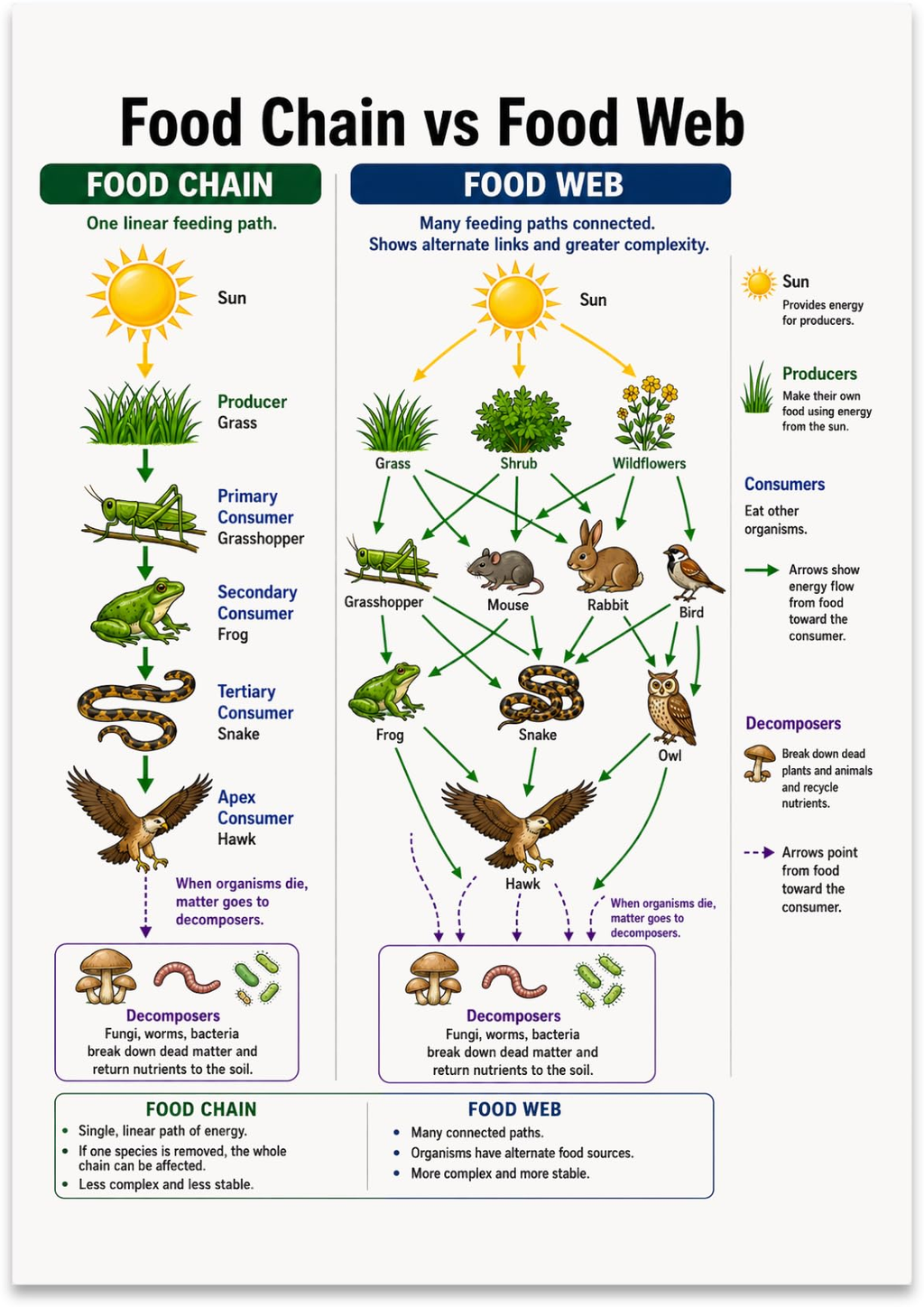 Food Chain vs Food Web poster with side-by-side plant and animal relationship diagrams