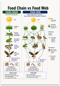 Food Chain vs Food Web poster with side-by-side plant and animal relationship diagrams
