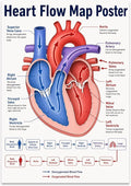Heart Flow Map poster with a red and blue heart diagram, labeled chambers and vessels, and a blood-flow sequence