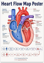 Heart Flow Map poster with a red and blue heart diagram, labeled chambers and vessels, and a blood-flow sequence