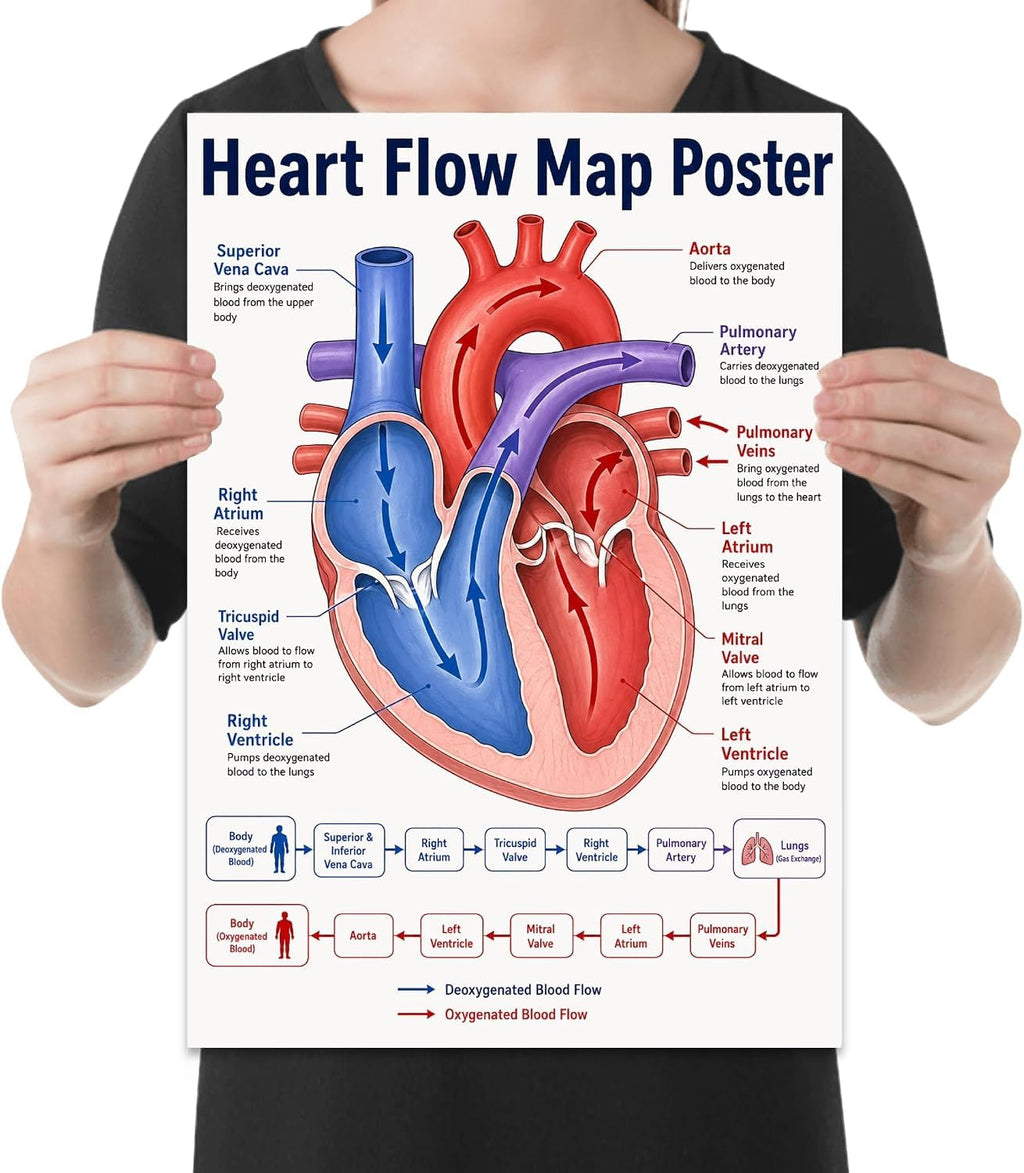Heart Flow Map poster with a red and blue heart diagram, labeled chambers and vessels, and a blood-flow sequence shown in a held-poster mockup
