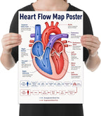 Heart Flow Map poster with a red and blue heart diagram, labeled chambers and vessels, and a blood-flow sequence shown in a held-poster mockup