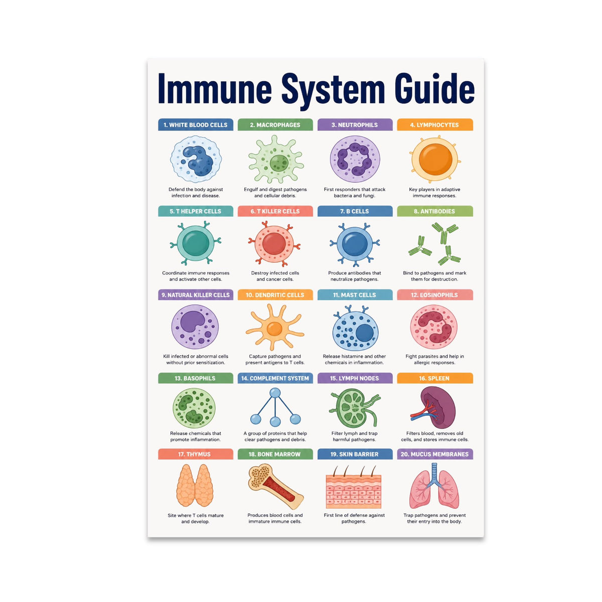 Immune System Guide poster with twenty colorful labeled cells, organs and body-defense illustrations