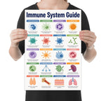 Immune System Guide poster with twenty colorful labeled cells, organs and body-defense illustrations shown in a held-poster mockup