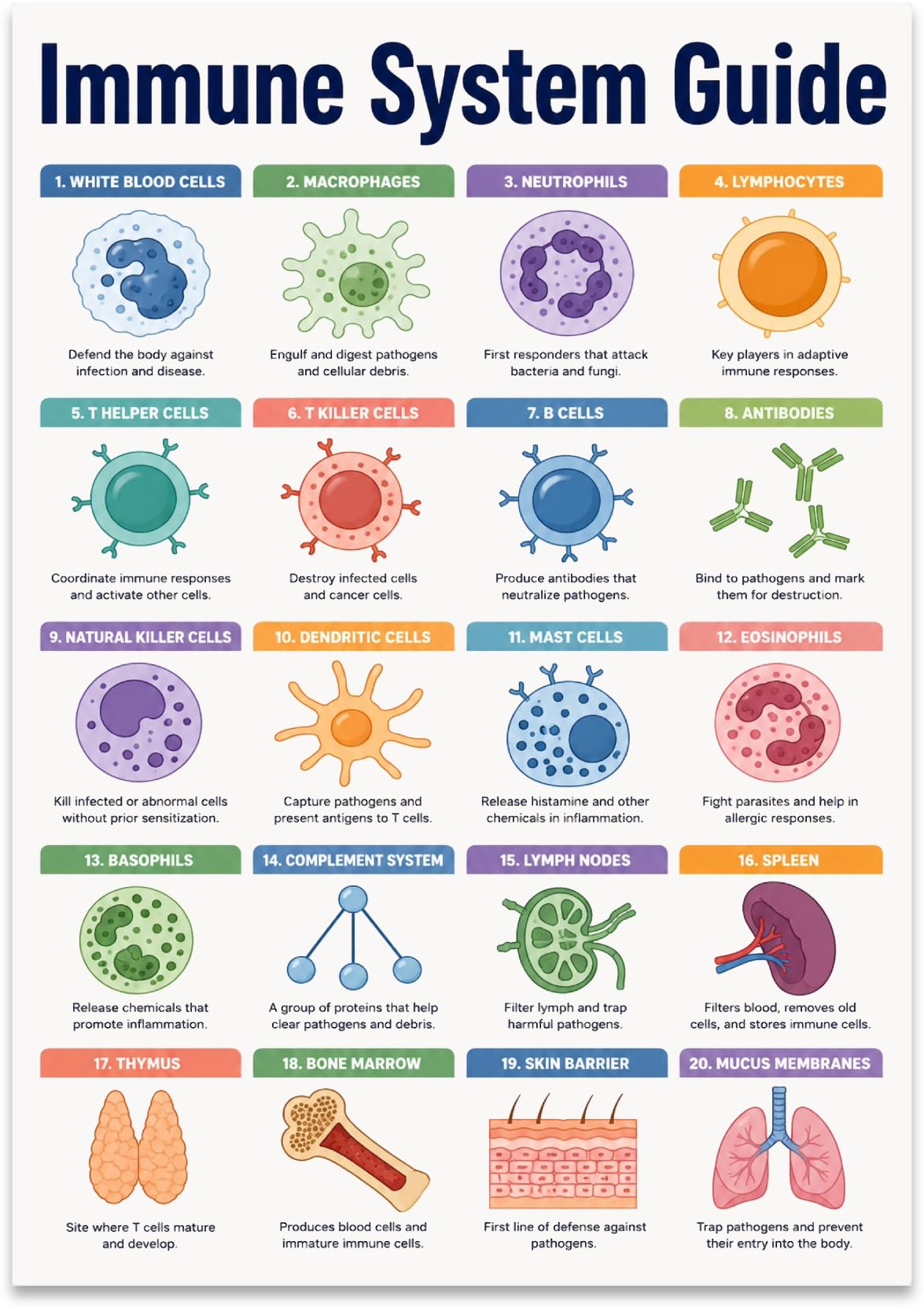 Immune System Guide poster with twenty colorful labeled cells, organs and body-defense illustrations
