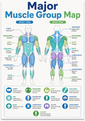 Major Muscle Group Map poster with front and back body diagrams, color-coded muscles and labeled reference icons