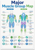 Major Muscle Group Map poster with front and back body diagrams, color-coded muscles and labeled reference icons