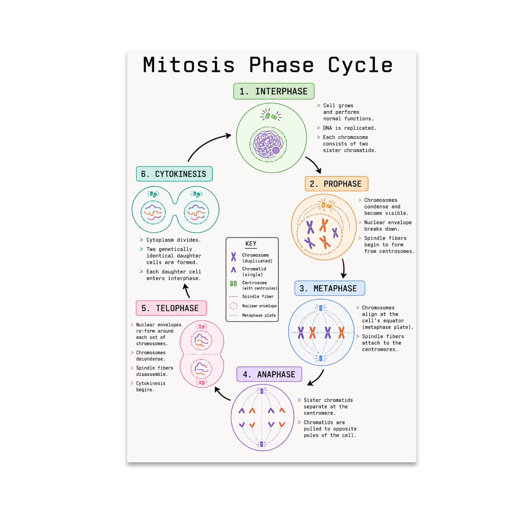 Mitosis Phase Cycle poster with six labeled cell-cycle illustrations, connecting arrows and a central key