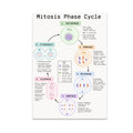Mitosis Phase Cycle poster with six labeled cell-cycle illustrations, connecting arrows and a central key