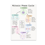 Mitosis Phase Cycle poster with six labeled cell-cycle illustrations, connecting arrows and a central key