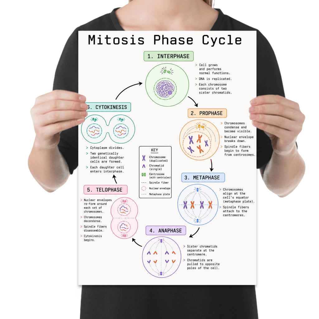 Mitosis Phase Cycle poster with six labeled cell-cycle illustrations, connecting arrows and a central key, shown held for scale
