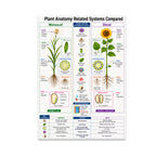 Monocot and Dicot plant anatomy poster comparing a lily and sunflower with roots, stems, leaves, and seeds