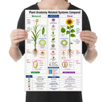 Monocot and Dicot plant anatomy poster comparing a lily and sunflower with roots, stems, leaves, and seeds held by a person for scale