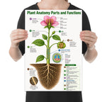 Person holding the plant anatomy parts & functions poster to show its layout