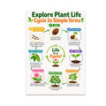 Plant Life Cycle poster with eight numbered growing stages arranged in a circle