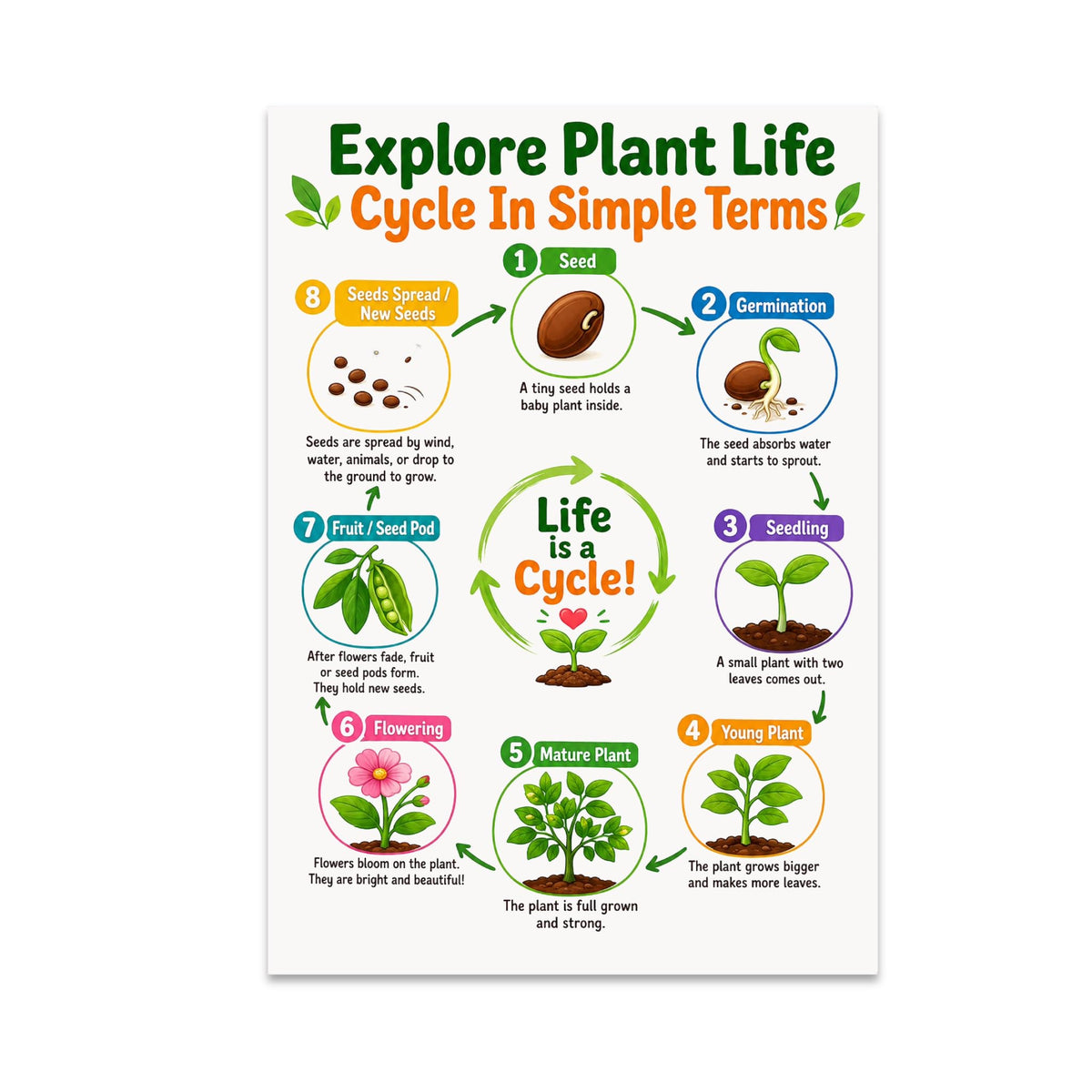 Plant Life Cycle poster with eight numbered growing stages arranged in a circle