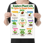 Plant Life Cycle poster with eight numbered growing stages arranged in a circle held by a person for scale