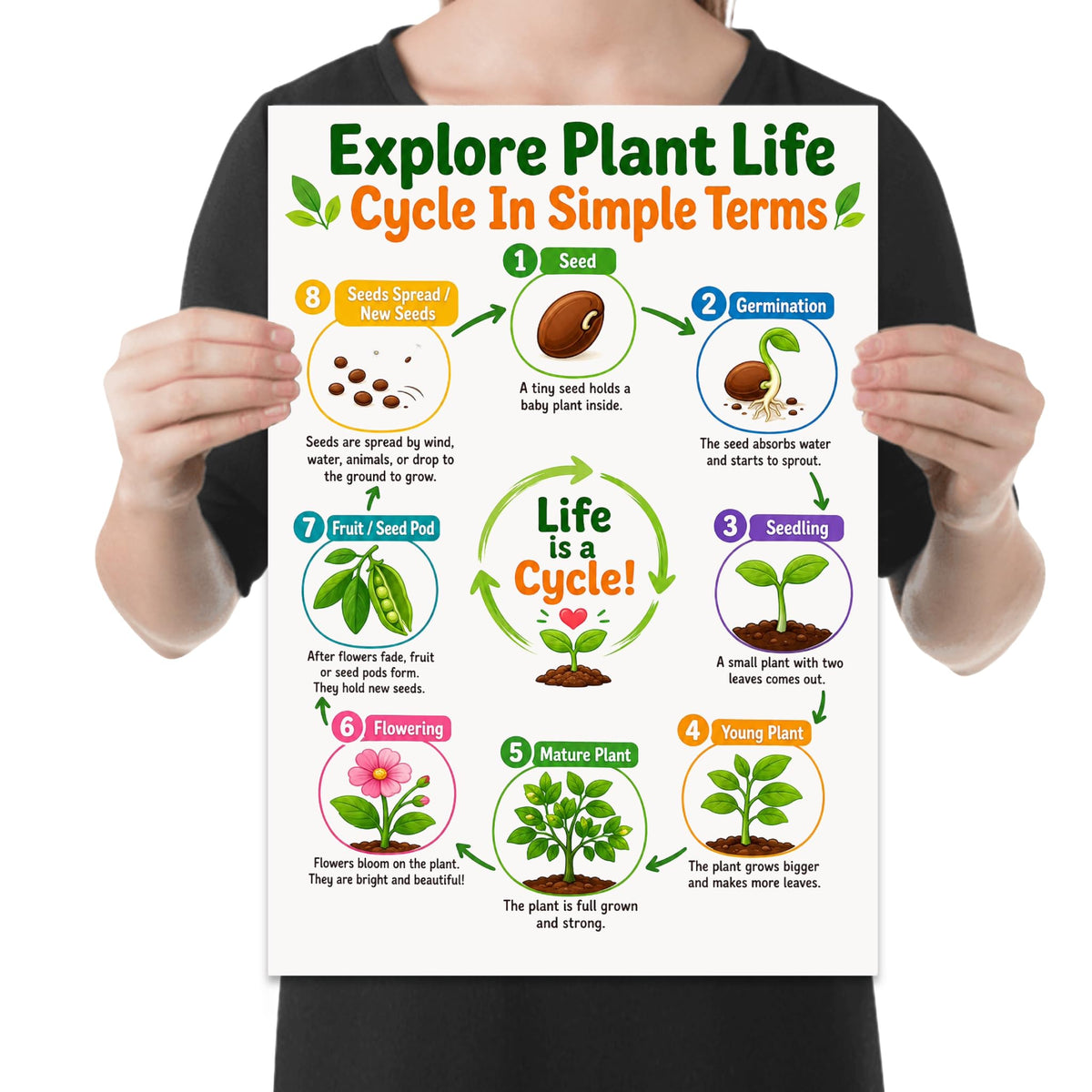 Plant Life Cycle poster with eight numbered growing stages arranged in a circle held by a person for scale