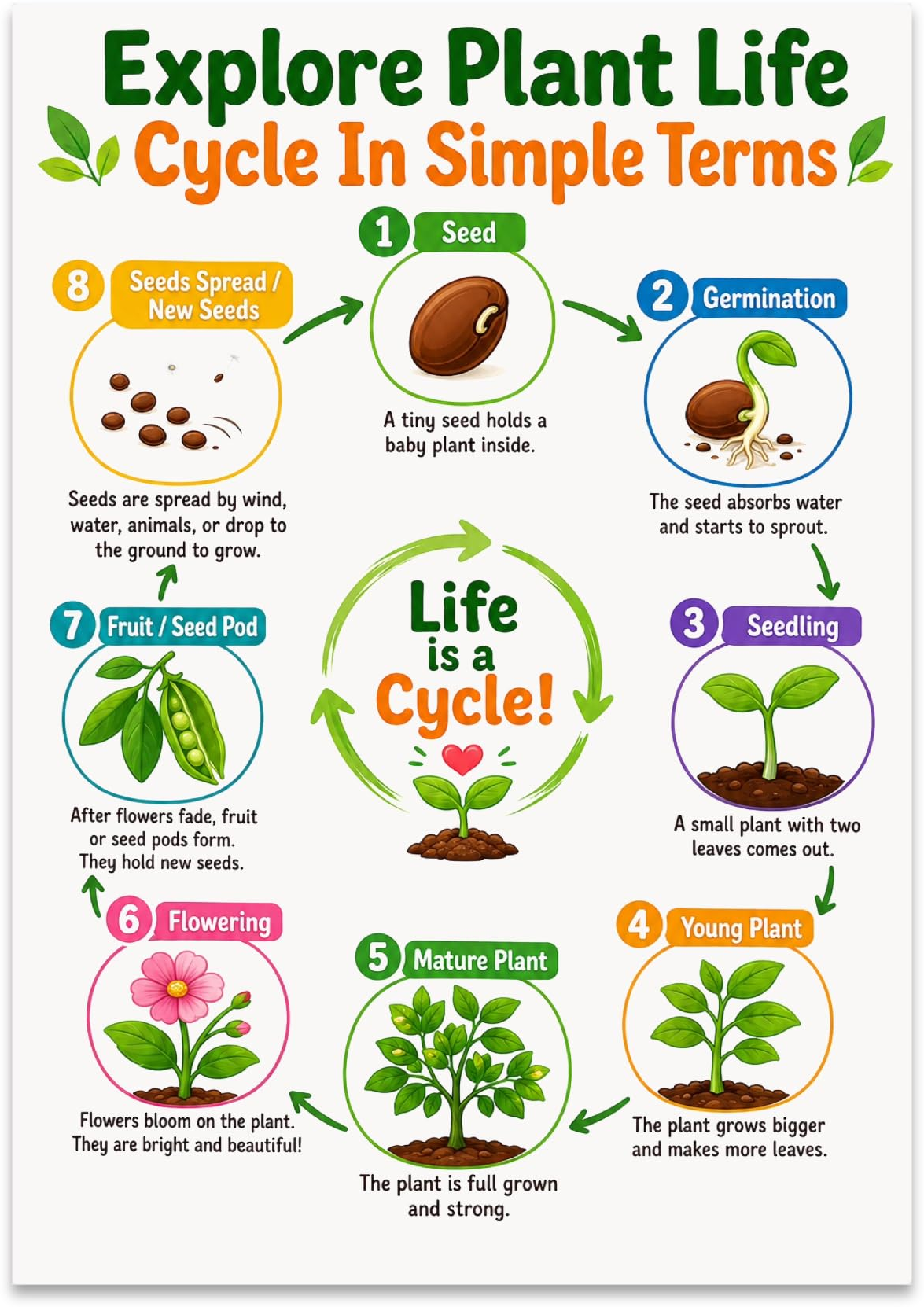 Plant Life Cycle poster with eight numbered growing stages arranged in a circle