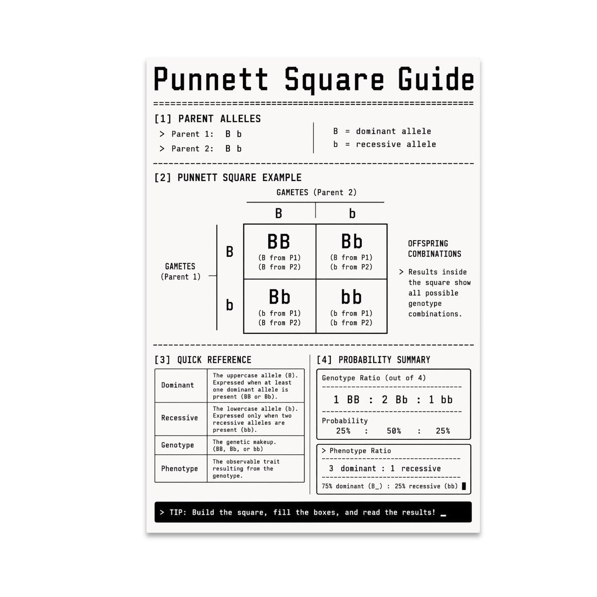 Punnett Square Guide poster with a Bb by Bb cross, four-cell grid and genetics probability tables