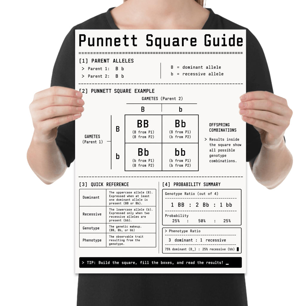 Punnett Square Guide poster with a Bb by Bb cross, four-cell grid and genetics probability tables, shown held for scale