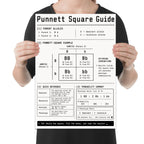 Punnett Square Guide poster with a Bb by Bb cross, four-cell grid and genetics probability tables, shown held for scale