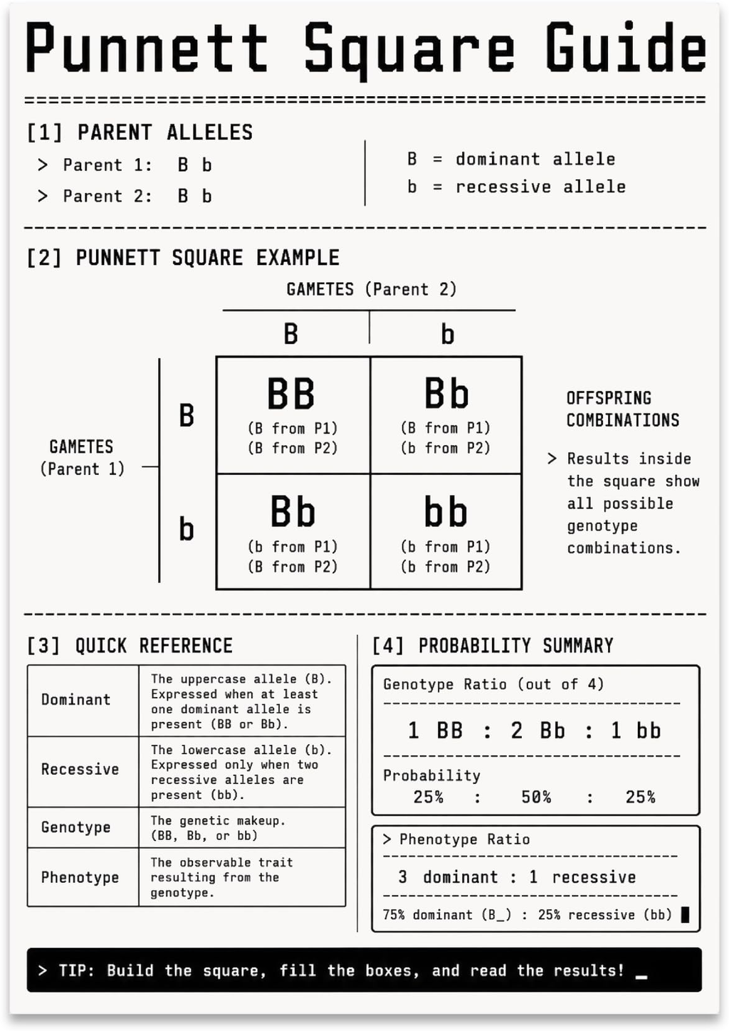 Punnett Square Guide poster with a Bb by Bb cross, four-cell grid and genetics probability tables