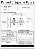 Punnett Square Guide poster with a Bb by Bb cross, four-cell grid and genetics probability tables