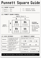 Punnett Square Guide poster with a Bb by Bb cross, four-cell grid and genetics probability tables