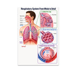 Respiratory System From Whole to Detail poster with lungs, airways, and three alveolar detail insets