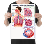Respiratory System From Whole to Detail poster with lungs, airways, and three alveolar detail insets held by a person for scale