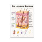Skin anatomy poster with a labeled cross-section and small illustrations of hair follicles, glands, vessels, and nerves