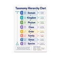 Taxonomy Hierarchy Chart poster with eight colored levels from domain to species and a lion classification example