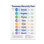 Taxonomy Hierarchy Chart poster with eight colored levels from domain to species and a lion classification example