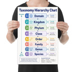 Taxonomy Hierarchy Chart poster with eight colored levels from domain to species and a lion classification example shown in a held-poster mockup