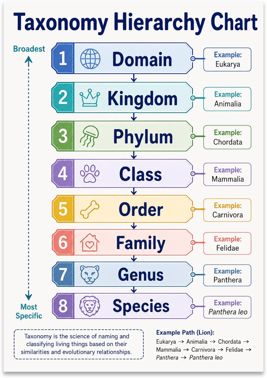 Taxonomy Hierarchy Chart poster with eight colored levels from domain to species and a lion classification example